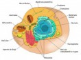 /album/biologia/eced8-jpg/